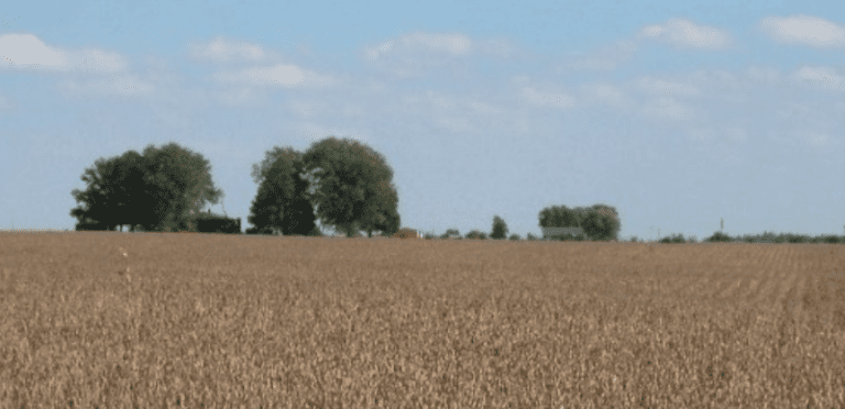 a field of wheat with trees in the background
